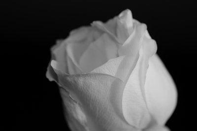 Le blanc lui va si bien_4394786302_l.jpg